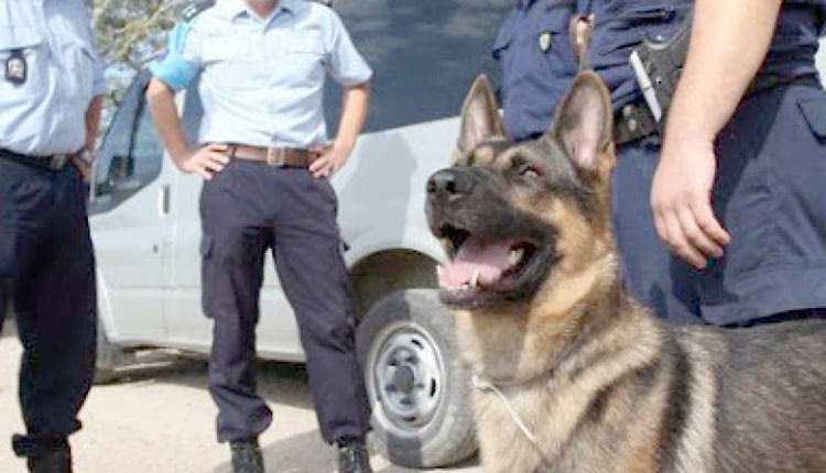 Σκύλος ανιχνευτής