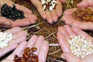 Γιορτή σπόρων