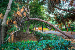 H κοπή τριών δέντρων από τον χώρο της παιδικής χαράς του πάρκου Γεωργιάδη