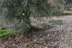 Ελιές χαλάζι