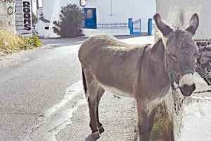 φροντίδα των ιπποειδών