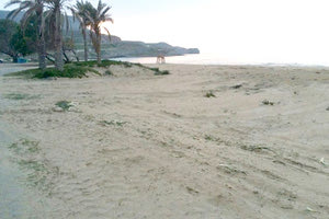 Κατέστρεψαν τα “μινωικά” κρινάκια της αμμουδιάς στην Αρίνα