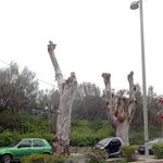 Δείτε όλα τα άρθρα από το χρήστη Κική Αλεξάκη