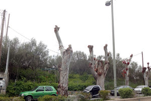 το «αυστηρό κλάδεμα» των «πάλαι ποτέ» αειθαλλών δέντρων της πόλης μας