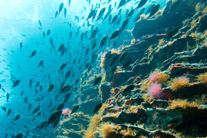 Εθελοντικός καθαρισμός σήμερα σε οικισμούς  και βυθό Αγίας Πελαγίας