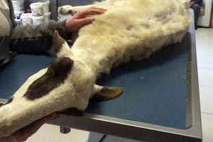 Άφησαν το ζώο στο έλεος του Θεού