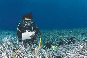 Τα λιβάδια της Ποσειδωνίας, αποθήκες μπλε άνθρακα