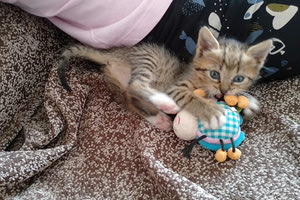 Το γατάκι που του έδωσαν το όνομα... Σουβλίτσα