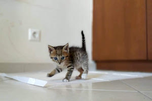 Το γατάκι που του έδωσαν το όνομα... Σουβλίτσα