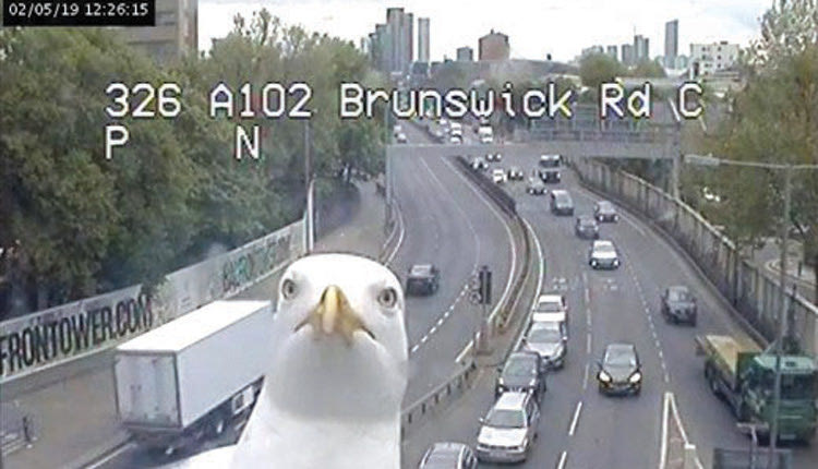 Δύο γλάροι απέκτησαν παγκόσμια φήμη με τη βοήθεια του διαδικτύου, καθώς μπλοκάρουν συστηματικά τις κάμερες κυκλοφορίας στo Λονδίνο.