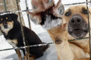 τα πρόστιμα της ΕΛ.ΑΣ. για την ευζωία