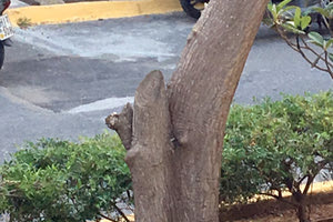 Ο Δήμος Ηρακλείου μισεί το πράσινο