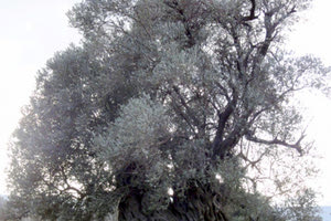 ανάπλαση του μνημειακού ελαιόδεντρου Πανασού