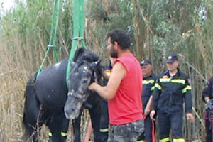 Μέσα από ένα πηγάδι ανέσυραν ένα άλογο πυροσβέστες στη Σητεία.