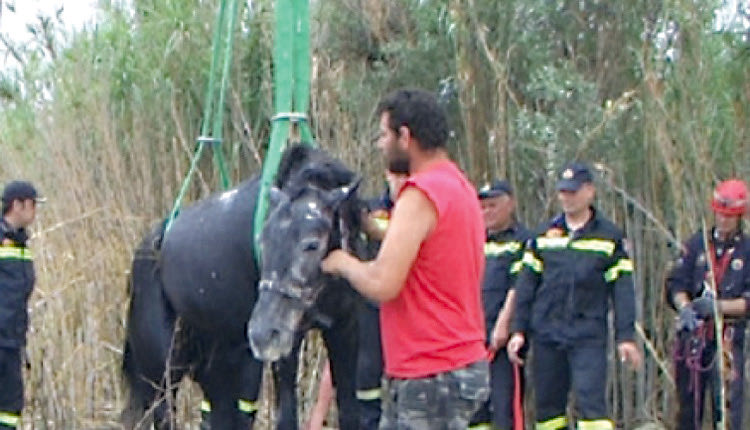 Μέσα από ένα πηγάδι ανέσυραν ένα άλογο πυροσβέστες στη Σητεία.