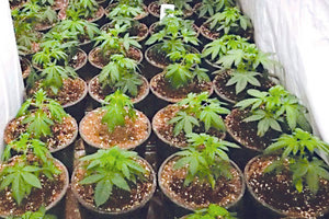 καλλιέργεια δενδρυλλίων κάνναβης