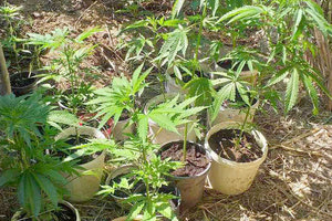 δενδρύλλια κάνναβης