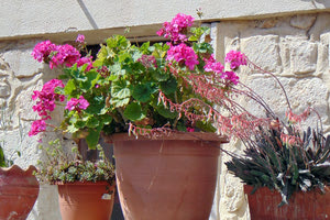 γλάστρες με αμπερόριζα αυλή