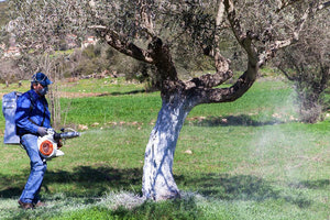 δακοκτονία