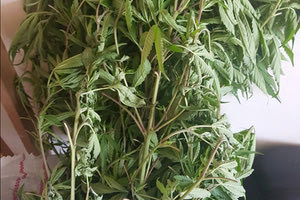 Είχε στον κήπο του μια μικρή χασισοφυτεία