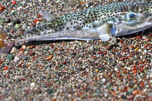 λαγοκέφαλο