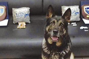 Οι σκύλοι του Λιμενικού