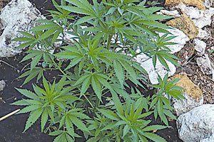 χασισοφυτείες