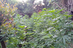 χασισοφυτείες