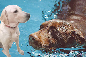 ΣΚΥΛΟΙ - ΜΟΥΣΕΙΟΠΑΙΔΑΓΩΓΟΙ: οι τετράποδοι συνεργάτες του ΜΦΙ Κρήτης