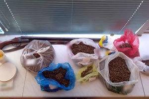 κάνναβη μεσα στις σακούλες