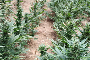 χασισοφυτείες