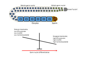 Ερευνητές του ΙΜΒΒ- ΙΤΕ αποκαλύπτουν πώς τα μιτοχόνδρια ρυθμίζουν τη διαφοροποίηση των βλαστικών κυττάρων