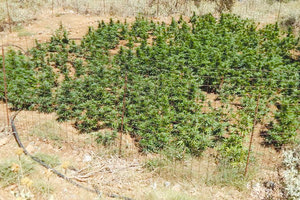 Μυλοπόταμος χασισοφυτεία