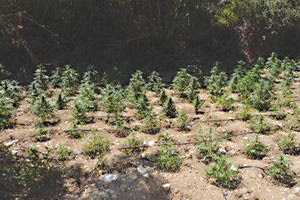 χασισοφυτεία στα Χανιά