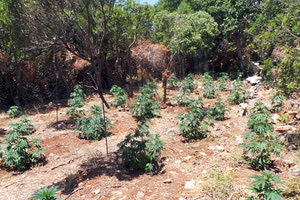 χασισοφυτείες στις λαγκαδιές της Κρήτη