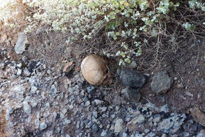 Το κρανίο που βρέθηκε στα Χανιά