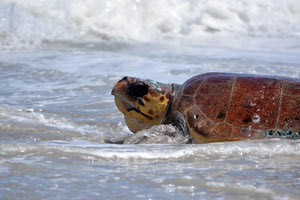 H επιστροφή της χελώνας Wallace στο φυσικό της περιβάλλον, τη θάλασσα.