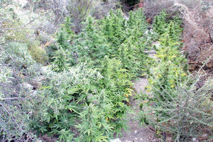 φυτείες δενδρυλλίων κάνναβης σε περιοχή του Δήμου Μυλοποτάμου