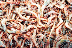 αλιεύματα γαρίδας