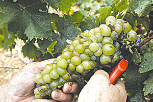 Σοβαρά προβλήματα από τις βροχοπτώσεις στα σταφύλια