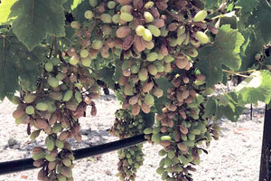 σταφύλια καταστροφή από βροχοπτώσεις