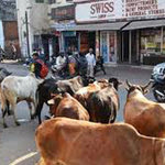 Δείτε όλα τα άρθρα από το χρήστη Εποχούμενος Περιπατητής