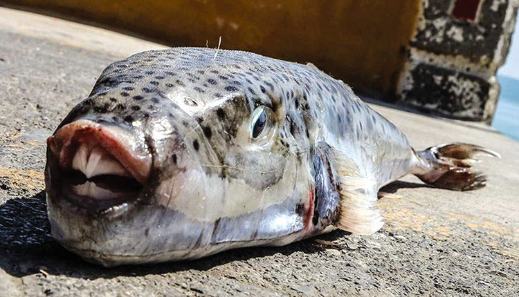 Παροξυσμός