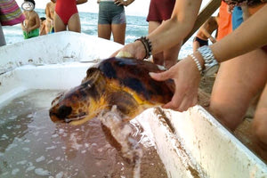στην παραλία του Καρτερού, οι λουόμενοι αντίκρισαν έκπληκτοι μία θαλάσσια χελώνα στην άμμο