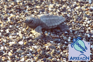εθελοντές του Συλλόγου για την Προστασία της Θαλάσσιας Χελώνας ΑΡΧΕΛΩΝ