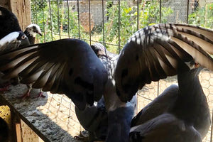 Τα ταχυδρομικά περιστέρια