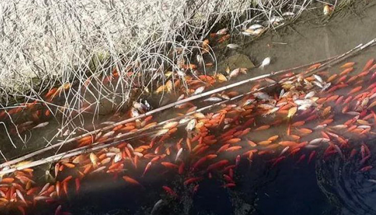 ΑΠΟΣΕΛΕΜΗ