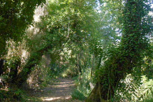 Μονοπάτι του Βαλσαμιώτη στο Βατόλακκο,