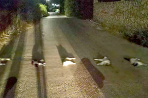 Στο στόχαστρο η Κρήτη μετά  τη βαρβαρότητα με τις γάτες