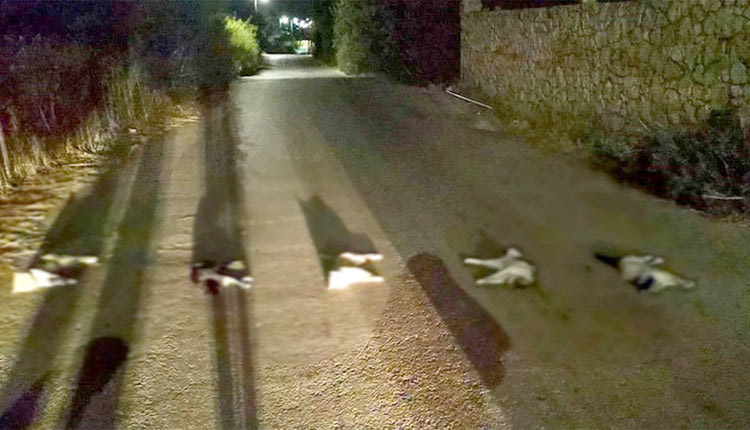 Βασάνισαν  και σκότωσαν  τα άτυχα γατιά